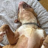 Tupac participe au concours pour gagner de l'argent avec cette photo : dog, pet, lying_down, relaxed, collar, chain, brown, white, fur, indoor, blanket, texture, sleeping, paw, canine, comfort, resting, closeup, animal, bed