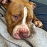 animal, bed, brown_dog, canine, chain_collar, close_up, companion, dog, domestic_animal, face, fur, indoor, paw, pet, portrait, quilted_blanket, relaxed, resting, sleepy, white_markings