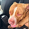 animal, brown_dog, canine, car_interior, close_up, companion, dog, domestic_animal, ears, fur, paw, pet, relaxed, seat, seat_belt, sunlight, tongue_out, vehicle, white_marking, window