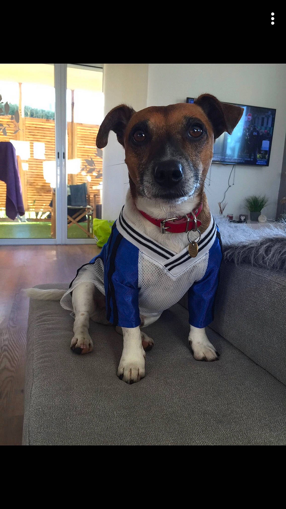 Oggy participe au concours pour gagner de l'argent avec cette photo : brazilian_terrier, canidae, carnivore, collar, companion_dog, danish_swedish_farmdog, dog, dog_breed, dog_collar, fawn, jack_russell_terrier, mammal, potcake_dog, rare_breed_dog, rat_terrier, smooth_fox_terrier, snout, sporting_group, terrier, vertebrate