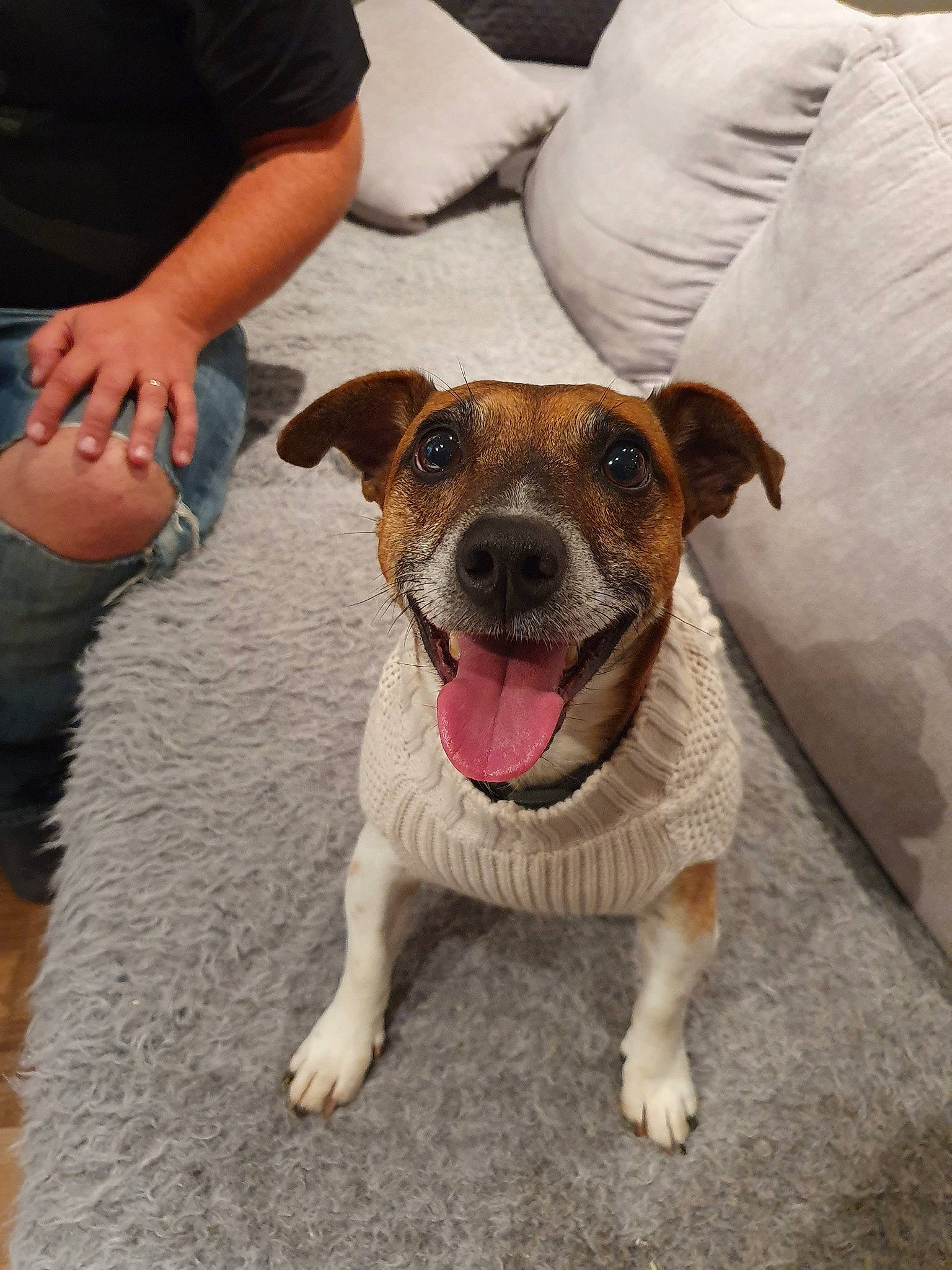 Oggy participe au concours pour gagner de l'argent avec cette photo : canidae, carnivore, companion_dog, dog, dog_breed, ear, fawn, feist, jack_russell_terrier, mammal, nose, potcake_dog, puppy, rare_breed_dog, rat_terrier, russell_terrier, snout, sporting_group, street_dog, vertebrate