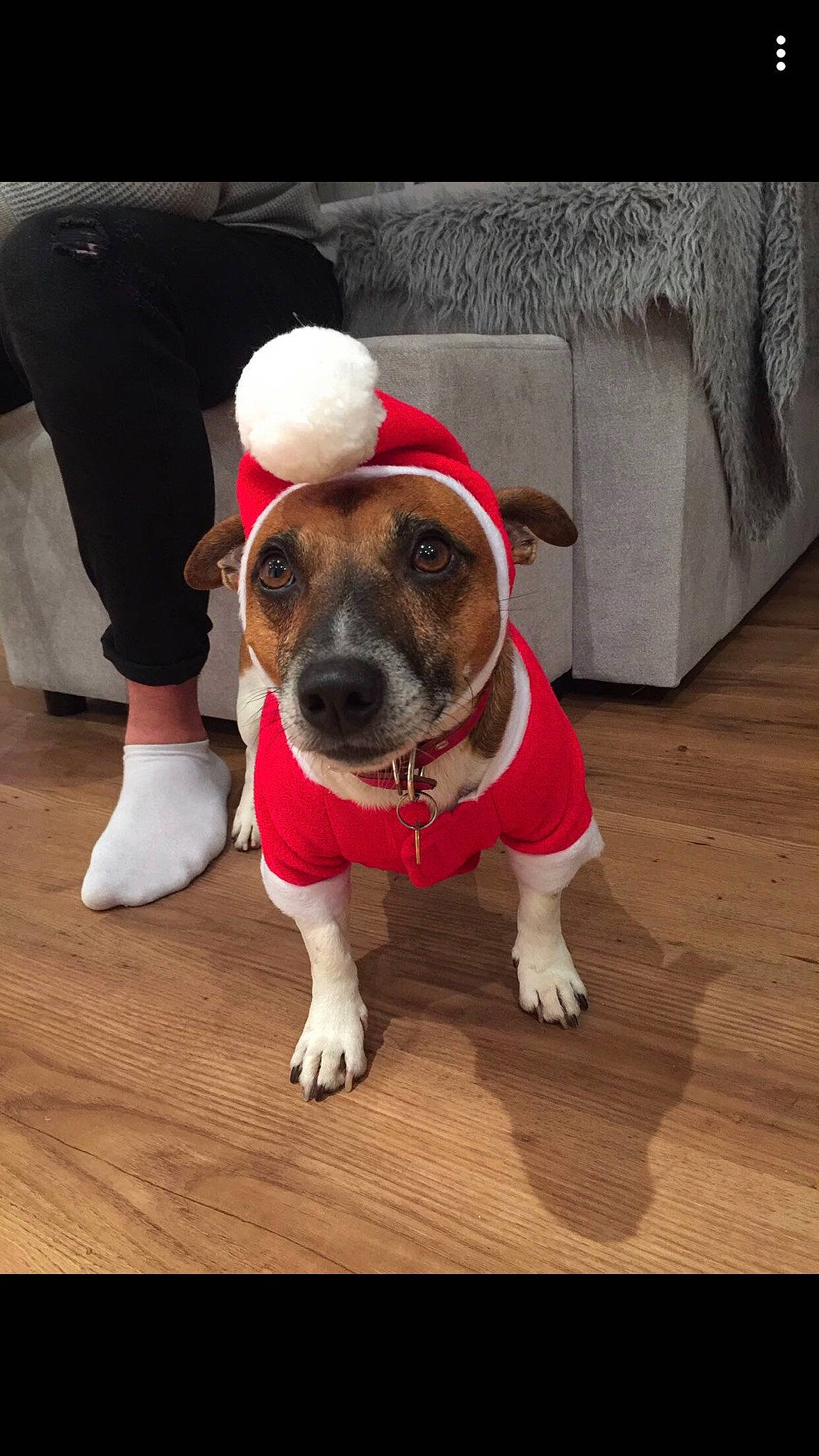 Oggy a rejoint le concours — aidez-le/la à gagner de superbes lots ! american_staffordshire_terrier, canidae, carnivore, companion_dog, dog, dog_breed, dog_clothes, fawn, jack_russell_terrier, mammal, paw, puppy, snout, vertebrate