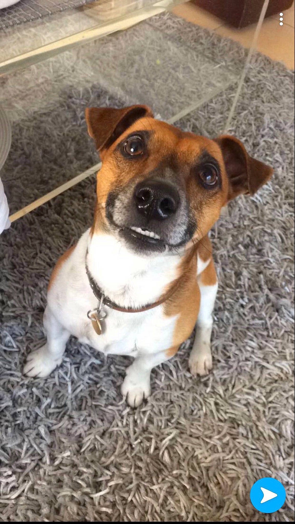 Oggy a rejoint le concours — aidez-le/la à gagner de superbes lots ! brazilian_terrier, canidae, carnivore, companion_dog, dog, dog_breed, feist, irishjacks, jack_russell_terrier, mammal, miniature_fox_terrier, plummer_terrier, rare_breed_dog, russell_terrier, smooth_fox_terrier, snout, sporting_group, teddy_roosevelt_terrier, tenterfield_terrier, vertebrate