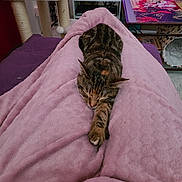 Ambre participe au concours pour gagner de l'argent avec cette photo : animal, blanket, cat, cat_tree, comfort, cozy, electronics, furniture, home, indoor, living_room, pet, pink, relaxing, resting, sleeping, soft, tabby, table, television