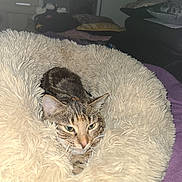 Ambre a rejoint le concours — aidez-le/la à gagner de superbes lots ! cat, tabby_cat, pet_bed, fluffy, indoor, cozy, relaxed, sleepy, furniture, pillow, bedroom, domestic_animal, mammal, fur, whiskers, ear, animal_face, resting, comfort, soft_texture