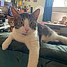 animal, cat, cats, couch, curtains, ears, eyes, feline, furniture, indoor, living_room, lounging, lying_down, paw, pet, tabby, television, whiskers, white_cat, window