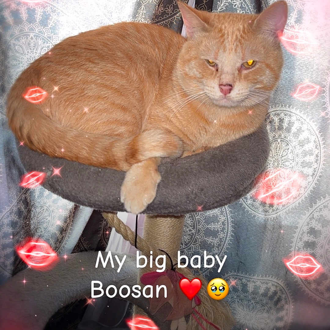 Boosan