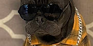 Judge joined the competition — help win amazing prizes! accessories, animal, black_dog, brown_couch, chain, couch, cute, dog, domestic_animal, fashion, french_bulldog, indoor, patterned_couch, pet, pet_clothing, plaid_shirt, portrait, sitting, stylish, sunglasses