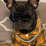accessories, animal, black_dog, brown_couch, chain, couch, cute, dog, domestic_animal, fashion, french_bulldog, indoor, patterned_couch, pet, pet_clothing, plaid_shirt, portrait, sitting, stylish, sunglasses