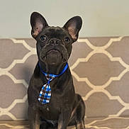 Judge joined the competition — help win amazing prizes! animal, brown, canine, collar, couch, cute, dog, domestic_animal, ears, french_bulldog, furniture, indoor, looking_up, patterned, pet, pet_accessory, portrait, seated, sitting, tie