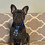 animal, brown, canine, collar, couch, cute, dog, domestic_animal, ears, french_bulldog, furniture, indoor, looking_up, patterned, pet, pet_accessory, portrait, seated, sitting, tie