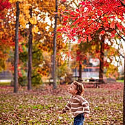 Rhettlee joined the competition — help win amazing prizes! child, boy, autumn, fall_leaves, red_leaves, tree, forest, park, outdoor, seasonal, curious, nature, casual_clothing, jeans, sweater, young, playing, daylight, leaf_litter, scenic