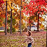 child, boy, autumn, fall_leaves, red_leaves, tree, forest, park, outdoor, seasonal, curious, nature, casual_clothing, jeans, sweater, young, playing, daylight, leaf_litter, scenic