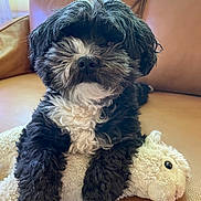 Cosmo is registered to the contest to win money with this photo: dog, stuffed_animal, couch, indoor, pet, plush_toy, black_and_white, fur, relaxed, animal, leather, comfort, window, home, cute, fluffy, resting, soft_toy, close_up, animal_companion