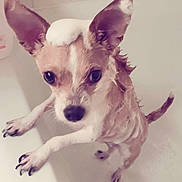 Boogie joined the competition — help win amazing prizes! dog, bathtub, soap, bath, wet, ears, pet, animal, bathroom, tile, water, cute, small_dog, looking_up, paws, fur, indoors, canine, cleaning, bubbles