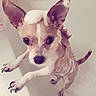 dog, bathtub, soap, bath, wet, ears, pet, animal, bathroom, tile, water, cute, small_dog, looking_up, paws, fur, indoors, canine, cleaning, bubbles