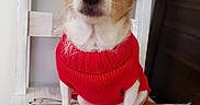 Boogie is registered to the contest to win money with this photo: animal, attentive, brown_and_white, companion, cute, dog, domestic_animal, ears_up, floor, fur, furniture, household, indoor, pet, portrait, red_sweater, sitting, small_dog, white_chair, wooden_chair