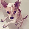 dog, bathtub, soap, bubbles, wet, pet, ears, bath, small_dog, curious, looking_up, white, tile, clean, animal, domestic_animal, cute, indoor, water, paw