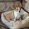 Boogie joined the competition — help win amazing prizes! dog, dog_bed, indoor, cushion, carpet, patterned_fabric, small_dog, tan_and_white, pet, animal, comfortable, furniture, cozy, alert, curious, resting, domestic, companion, portrait, home