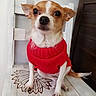 dog, small_dog, red_sweater, white_chair, wooden_chair, pet, indoor, cute, animal, sitting, portrait, furniture, wood, brown_and_white_dog, cozy, looking_at_camera, expression, paw, tail, domestic_animal