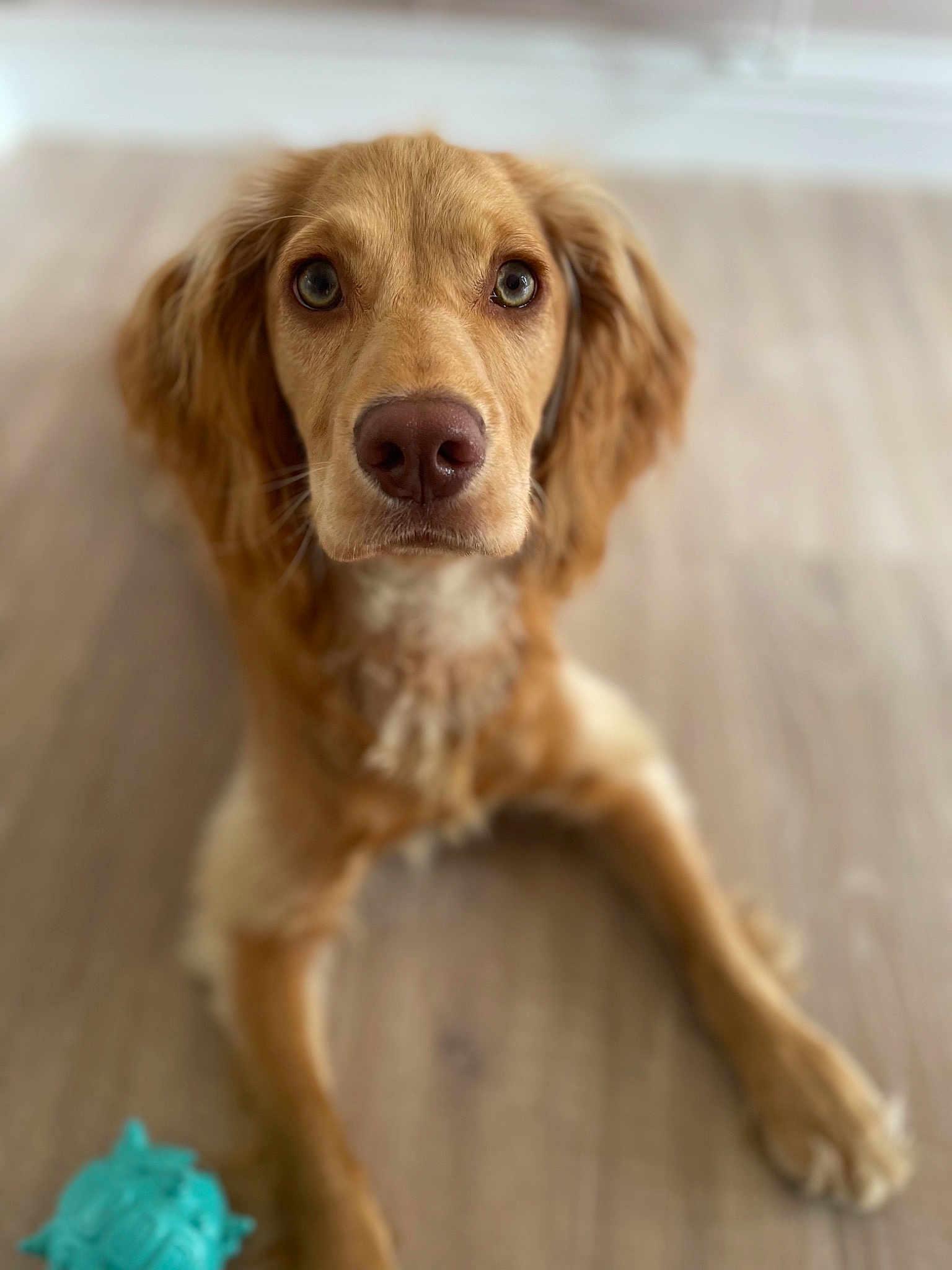 Rosie