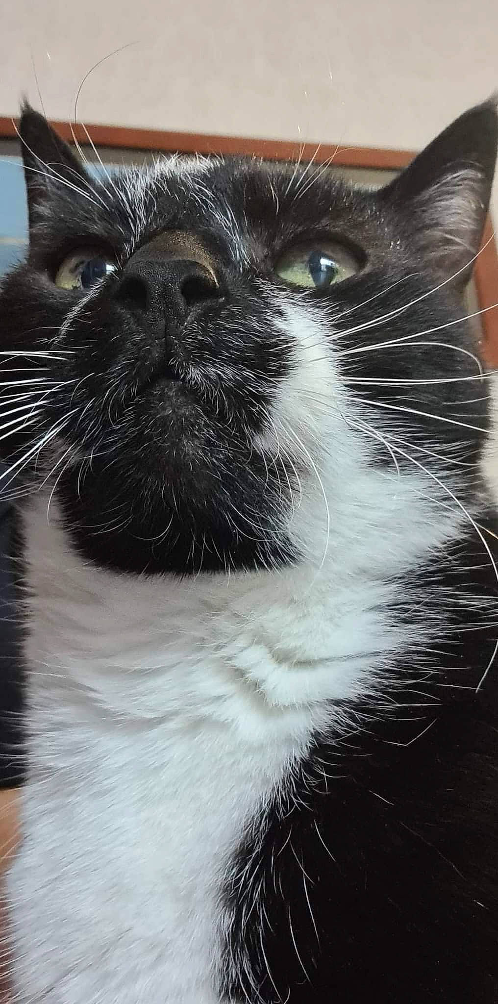 Eclipse participe au concours pour gagner de l'argent avec cette photo : black_cat, carnivore, cat, domestic_short_haired_cat, felidae, fur, grey, hair, monochrome, monochrome_photography, small_to_medium_sized_cats, snout, terrestrial_animal, whiskers, window