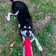Zuko is registered to the contest to win money with this photo: dog, pet, tug_of_war, toy, grass, human_hand, playing, outdoor, happy, canine, mouth, teeth, paw, black_and_tan, tan_markings, backyard, chew_toy, summer, nature, dirt