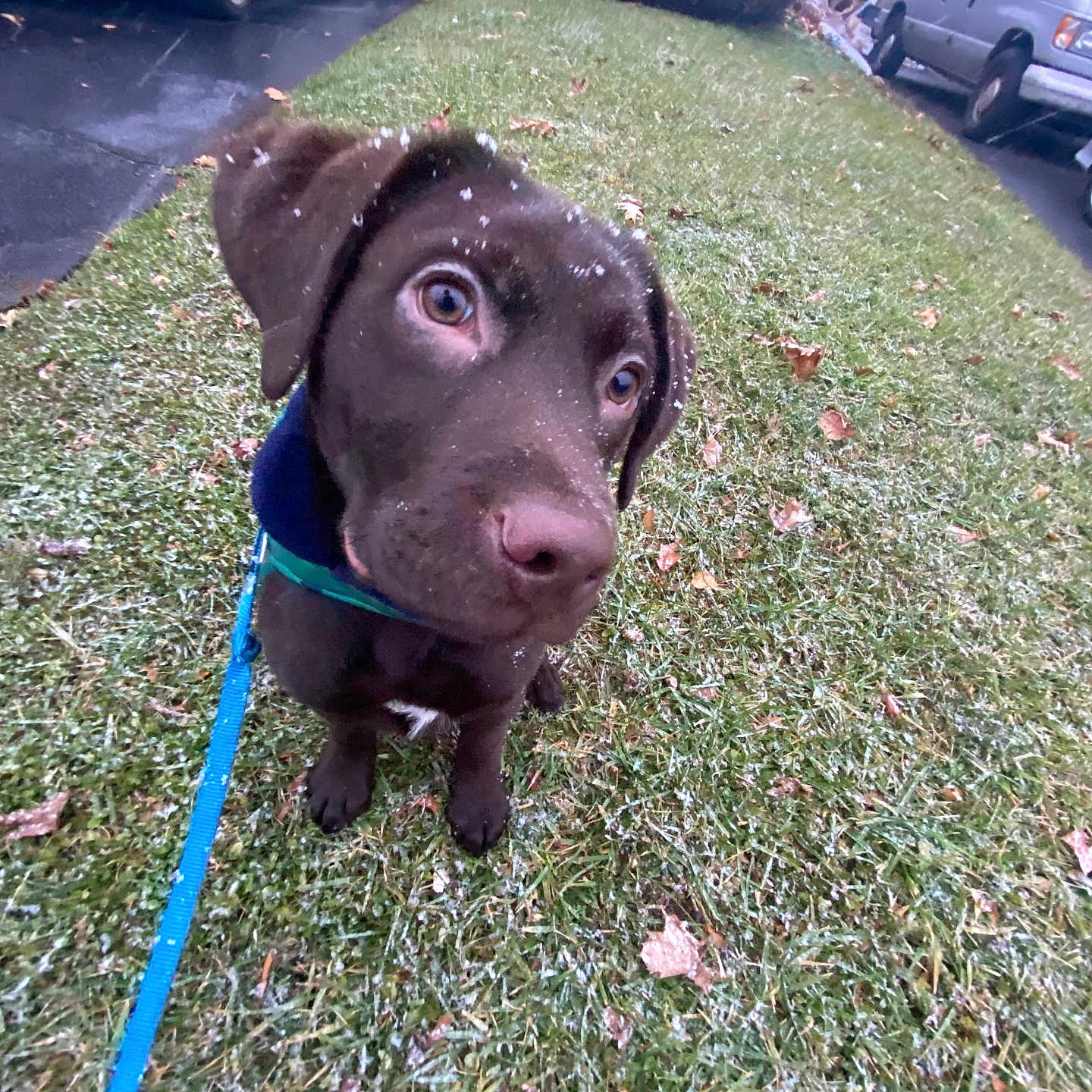 Chip joined the competition — help win amazing prizes! alloywheel, animal, architecture, building, canine, car, carwheel, dog, grass, machine, outdoors, pet, plant, puppy, shelter, spoke, tire, transportation, vehicle, wheel