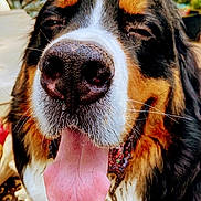 Oliver is registered to the contest to win money with this photo: animal, canine, close_up, dog, expression, face, friendly, fur, happy, joyful, nose, outdoor, pet, playful, portrait, smiling, sunlight, tongue, tongue_out, tricolor