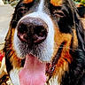 animal, canine, close_up, dog, expression, face, friendly, fur, happy, joyful, nose, outdoor, pet, playful, portrait, smiling, sunlight, tongue, tongue_out, tricolor