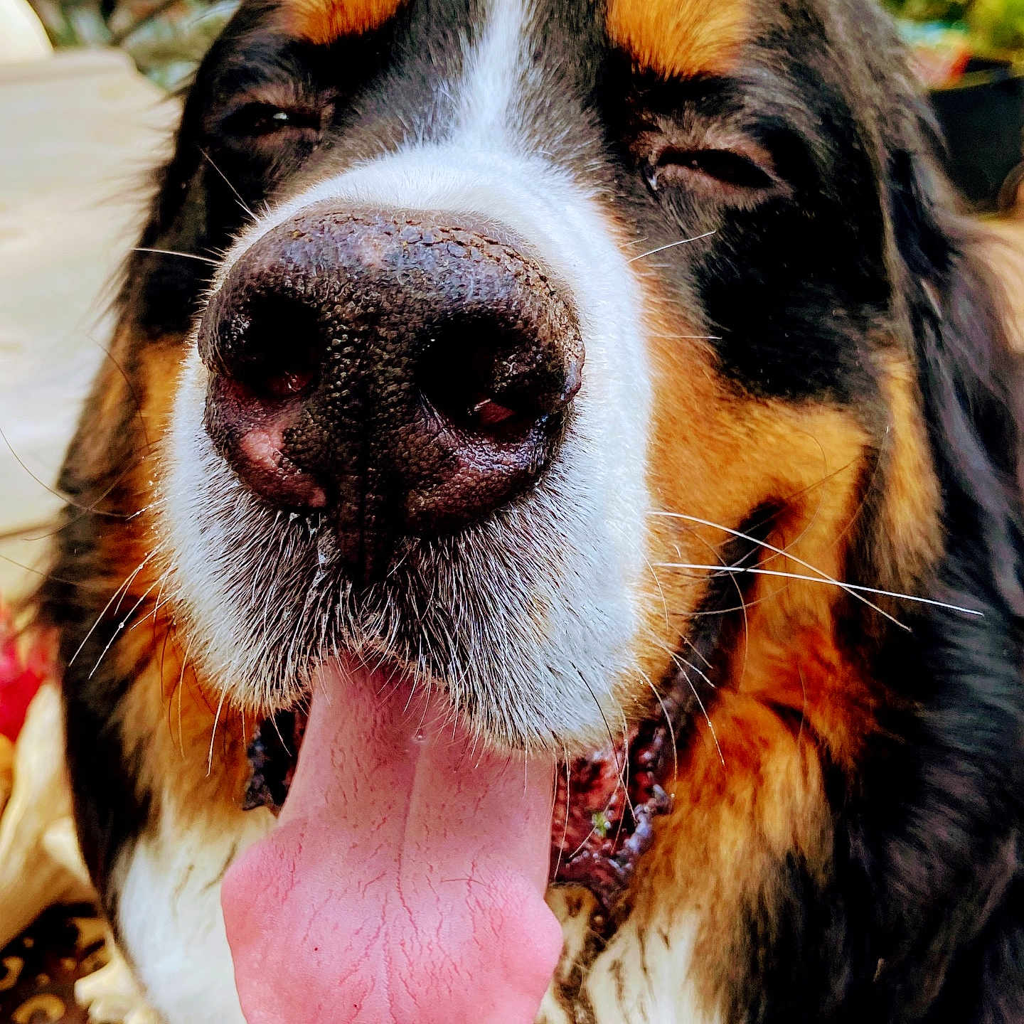 Oliver
