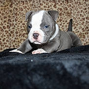 Luna is registered to the contest to win money with this photo: animal, blanket, blue_eyes, cozy, cute, dog, ears, fur, gray, indoor, leopard_print, pet, portrait, puppy, snout, soft, stretching, tail, white, young