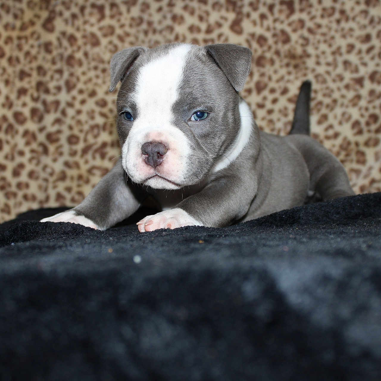 Luna is registered to the contest to win money with this photo: animal, blanket, blue_eyes, cozy, cute, dog, ears, fur, gray, indoor, leopard_print, pet, portrait, puppy, snout, soft, stretching, tail, white, young