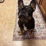 Ruby joined the competition — help win amazing prizes! dog, french_bulldog, puppy, pet, indoor, kitchen, tile_floor, rug, brown_dog, black_dog, white_patch, ears_up, looking_up, sitting, cute, animal, companion, domestic, adorable, waiting