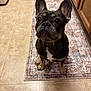 dog, french_bulldog, puppy, pet, indoor, kitchen, tile_floor, rug, brown_dog, black_dog, white_patch, ears_up, looking_up, sitting, cute, animal, companion, domestic, adorable, waiting