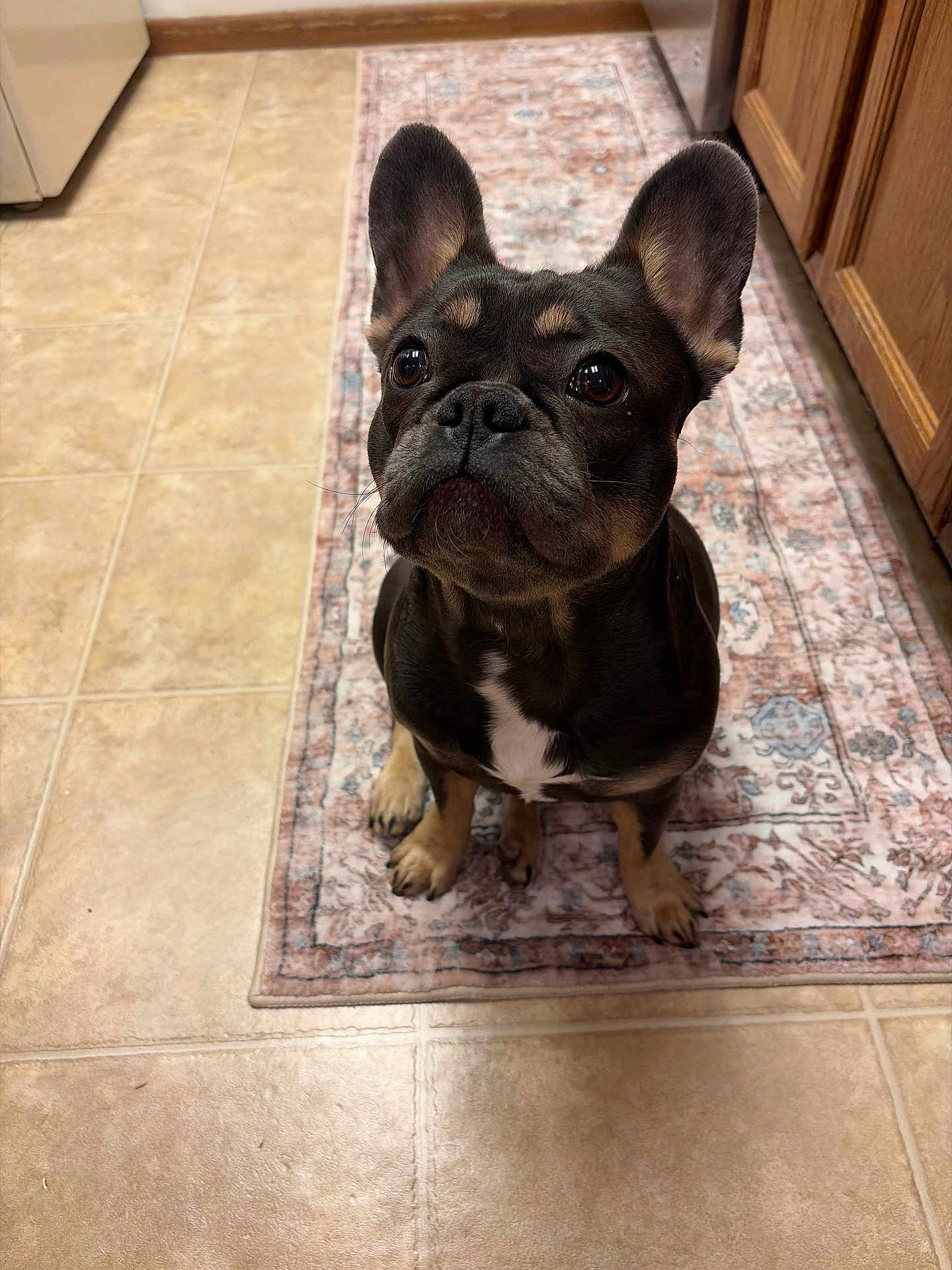 Ruby joined the competition — help win amazing prizes! dog, french_bulldog, puppy, pet, indoor, kitchen, tile_floor, rug, brown_dog, black_dog, white_patch, ears_up, looking_up, sitting, cute, animal, companion, domestic, adorable, waiting