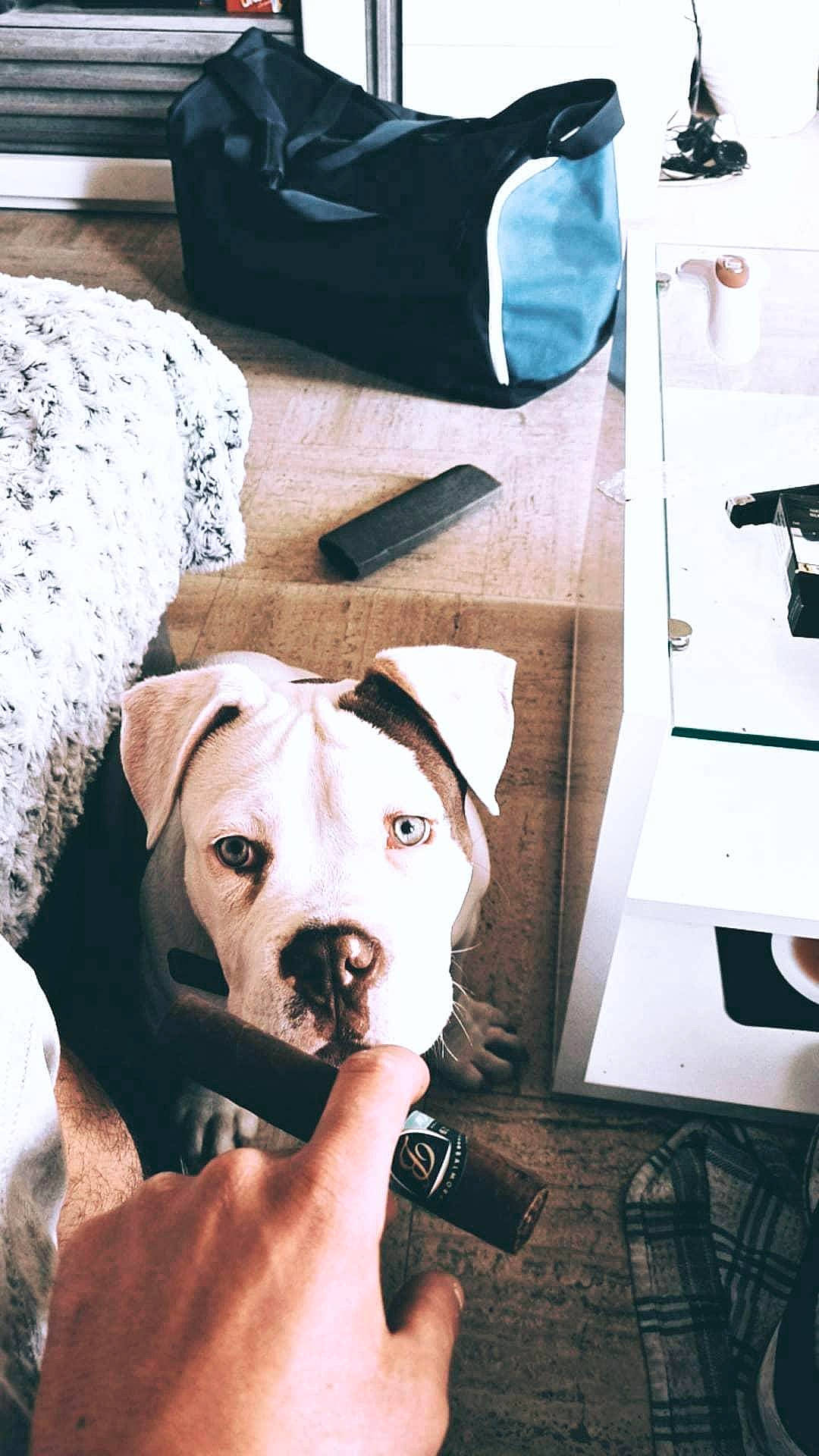 Esco participe au concours pour gagner de l'argent avec cette photo : bag, carnivore, collar, companion_dog, dog, dog_breed, dog_collar, dog_supply, fawn, fur, guard_dog, hat, luggage_and_bags, retriever, selfie, snout, sporting_group, whiskers, wood, working_animal