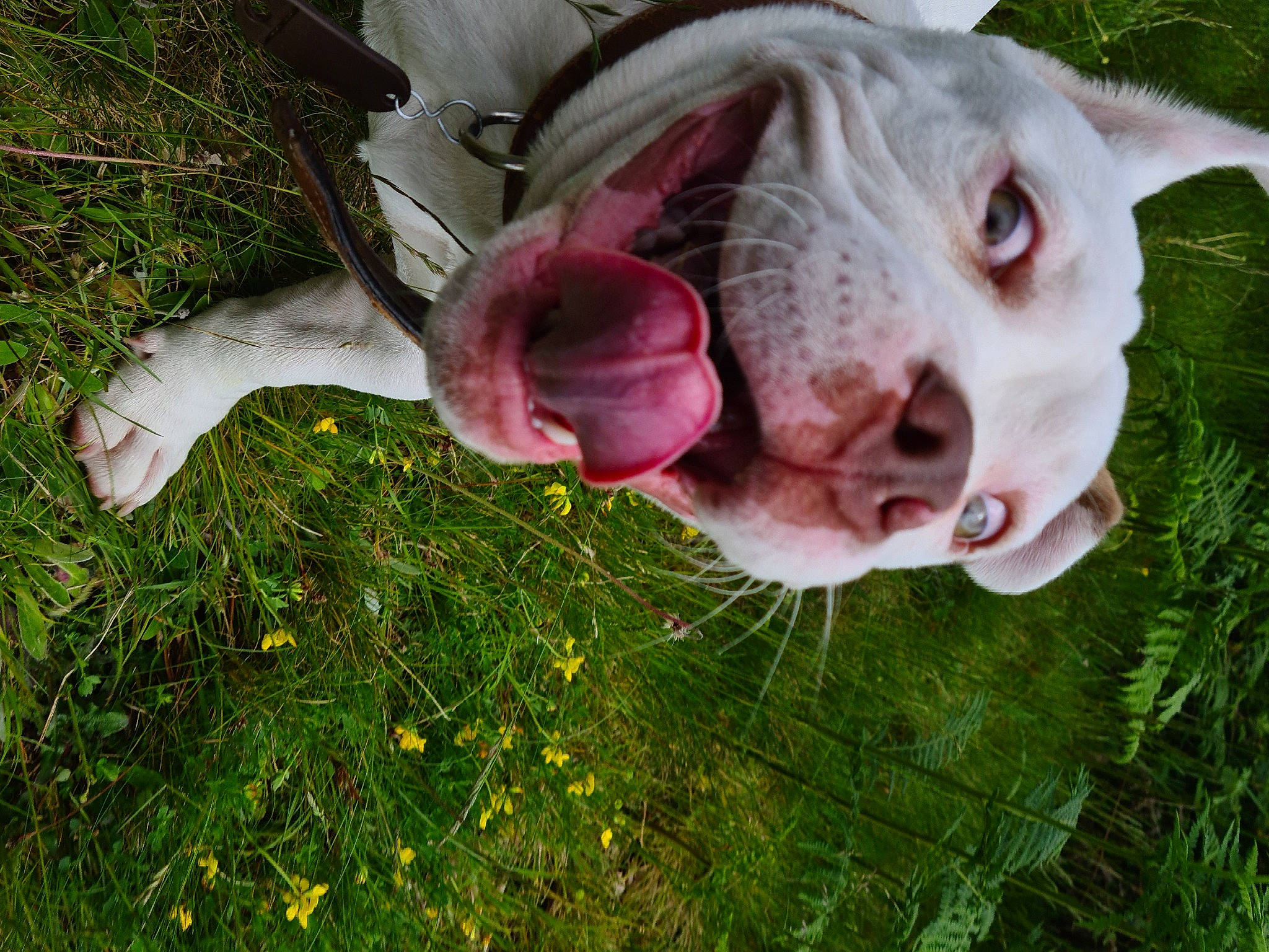 Esco participe au concours pour gagner de l'argent avec cette photo : carnivore, dog, dog_breed, eye, fawn, felidae, flower, fun, grass, grass_family, happy, lawn, people_in_nature, petal, plant, snout, tree, whiskers, working_animal, wrinkle