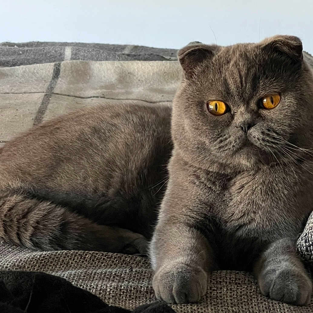 Shelby participe au concours pour gagner de l'argent avec cette photo : abyssinian, angora, animal, bed, blanket, cat, chair, couch, cushion, furniture, homedecor, indoors, kitten, linen, manx, person, pet, quilt, sleeping, snout