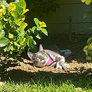 Kiwi is registered to the contest to win money with this photo: cat, kitten, pink_harness, pet, garden, backyard, dirt, soil, grass, shrub, leaves, sunlight, shadow, yellow_eyes, outdoor, reclining, curious, portrait, nature, flora