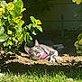 cat, kitten, pink_harness, pet, garden, backyard, dirt, soil, grass, shrub, leaves, sunlight, shadow, yellow_eyes, outdoor, reclining, curious, portrait, nature, flora