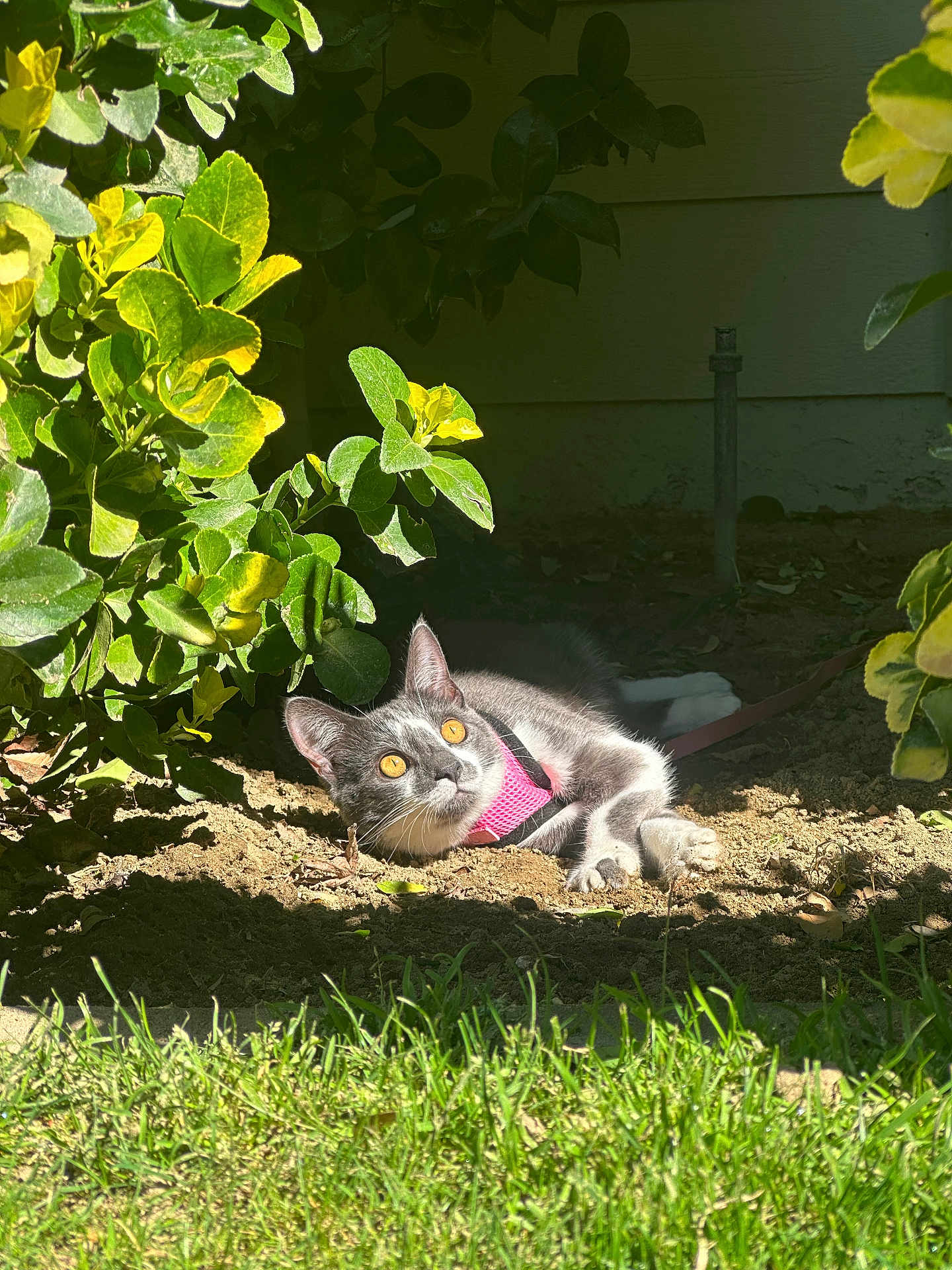 Kiwi is registered to the contest to win money with this photo: cat, kitten, pink_harness, pet, garden, backyard, dirt, soil, grass, shrub, leaves, sunlight, shadow, yellow_eyes, outdoor, reclining, curious, portrait, nature, flora