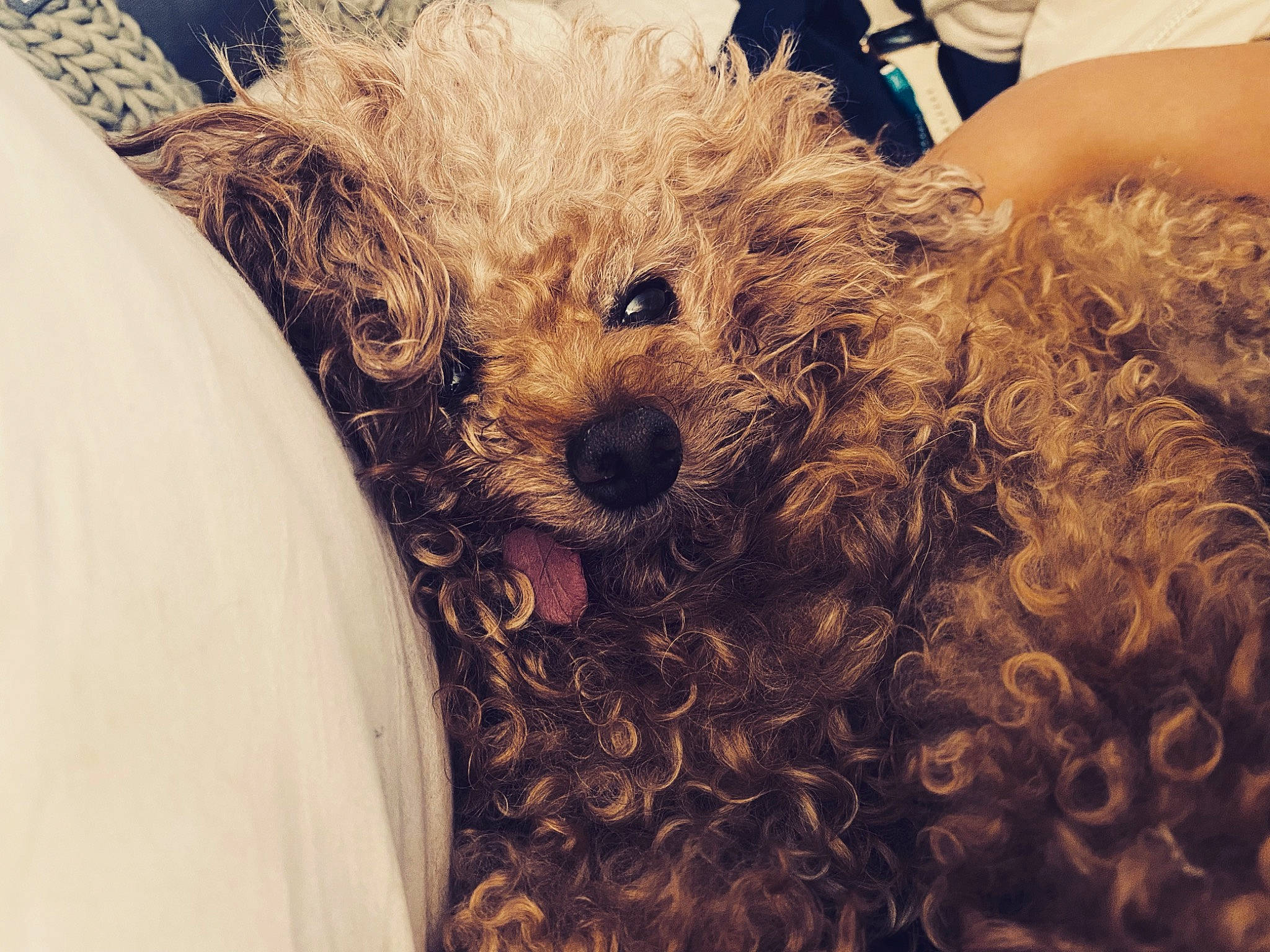 Donatello is registered to the contest to win money with this photo: carnivore, companion_dog, dog, dog_breed, dog_clothes, fawn, goggles, hat, labradoodle, poodle, small_terrier, snout, sporting_group, stuffed_toy, sunglasses, teddy_bear, terrier, toy, toy_dog, working_animal