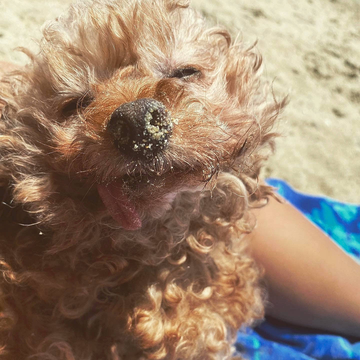 Donatello is registered to the contest to win money with this photo: brown_hair, carnivore, companion_dog, dog, dog_breed, fashion_accessory, fawn, fur, happy, liver, long_hair, maltepoo, puppy_love, small_terrier, snout, sporting_group, surfer_hair, terrier, toy, toy_dog