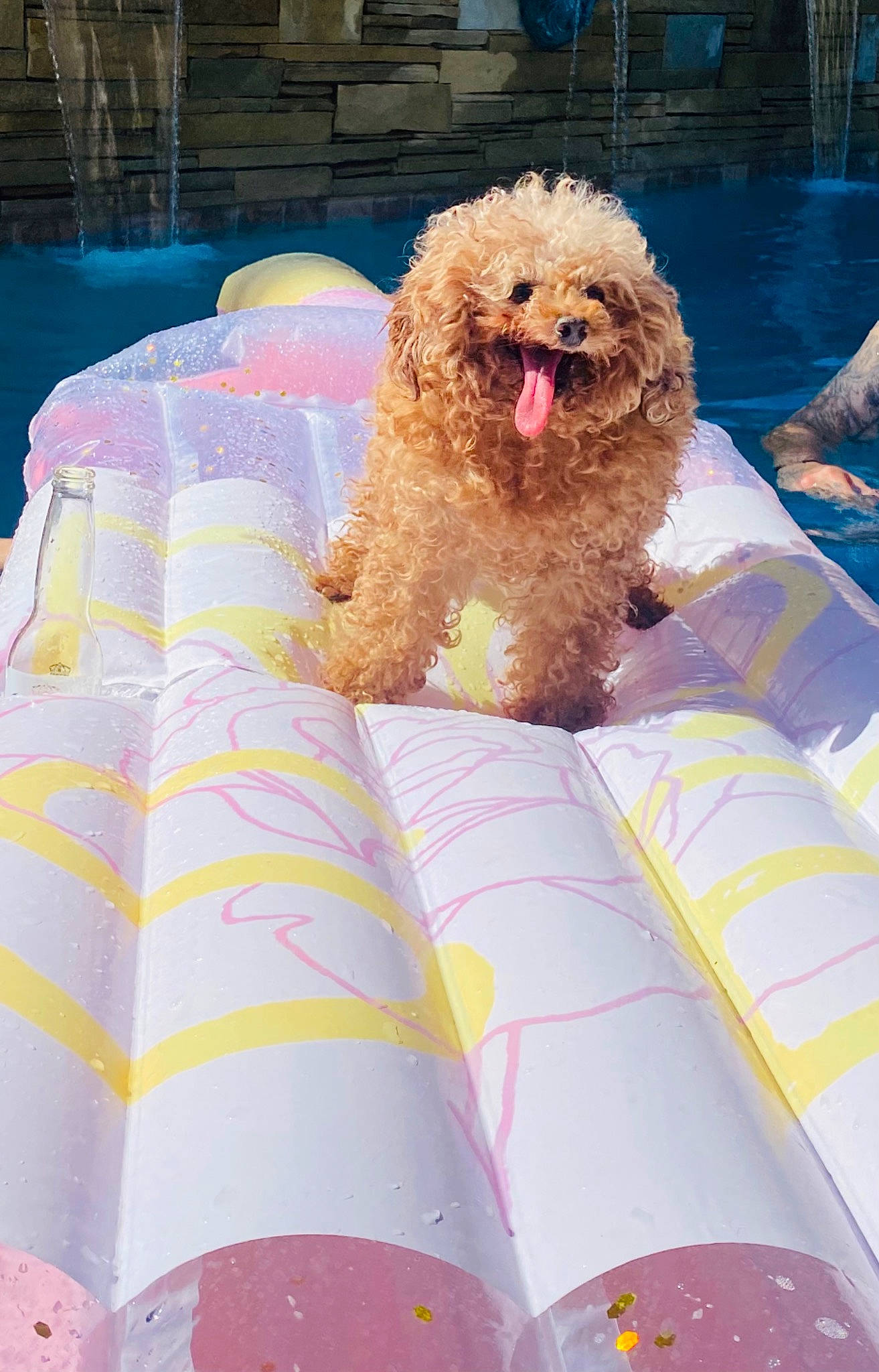 Donatello joined the competition — help win amazing prizes! blue, carnivore, comfort, companion_dog, dog, dog_breed, dog_supply, fun, inflatable, labradoodle, leisure, pink, poodle, poodle_crossbreed, recreation, sporting_group, standard_poodle, terrier, toy_dog, water_dog