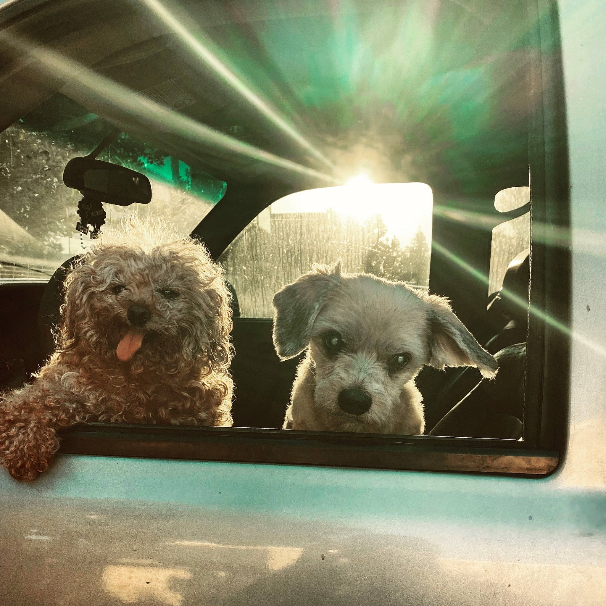 Donatello is registered to the contest to win money with this photo: automotive_exterior, automotive_lighting, automotive_mirror, automotive_tire, bumper, carnivore, cloud, companion_dog, dog, dog_breed, fawn, glass, green, hood, rear_view_mirror, snout, tints_and_shades, toy, vehicle_door, working_animal