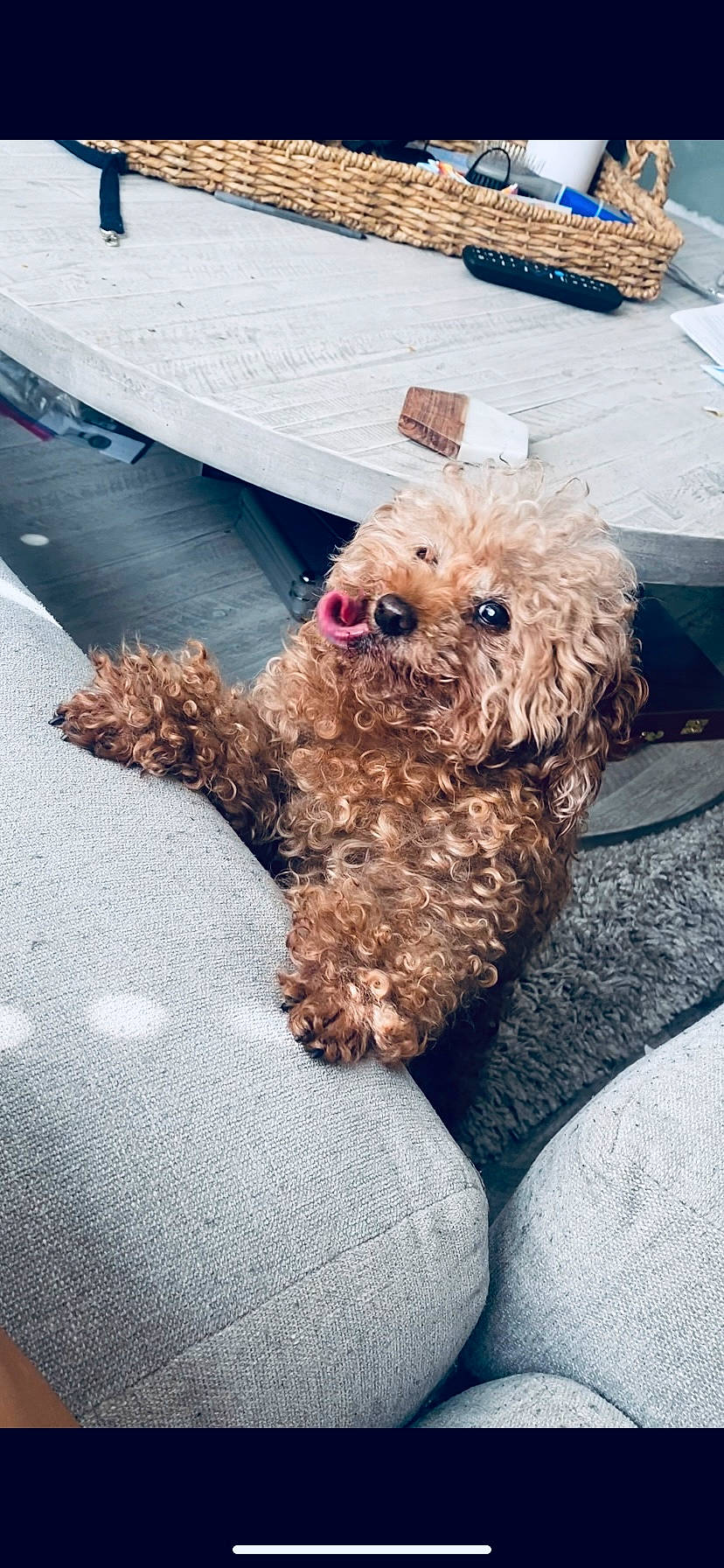 Donatello is registered to the contest to win money with this photo: canidae, carnivore, companion_dog, dog, dog_breed, fur, labradoodle, poodle, puppy_love, shih_poo, small_terrier, snout, sporting_group, stuffed_toy, tennis_ball, terrier, toy, toy_dog, water_dog, yorkipoo