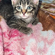 Toby joined the competition — help win amazing prizes! animal, blanket, cat, cozy, curious, cute, ears, eyes, feline, fur, indoor, kitten, mammal, pet, resting, small, soft, tabby, whiskers, young