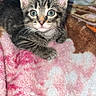 animal, blanket, cat, cozy, curious, cute, ears, eyes, feline, fur, indoor, kitten, mammal, pet, resting, small, soft, tabby, whiskers, young