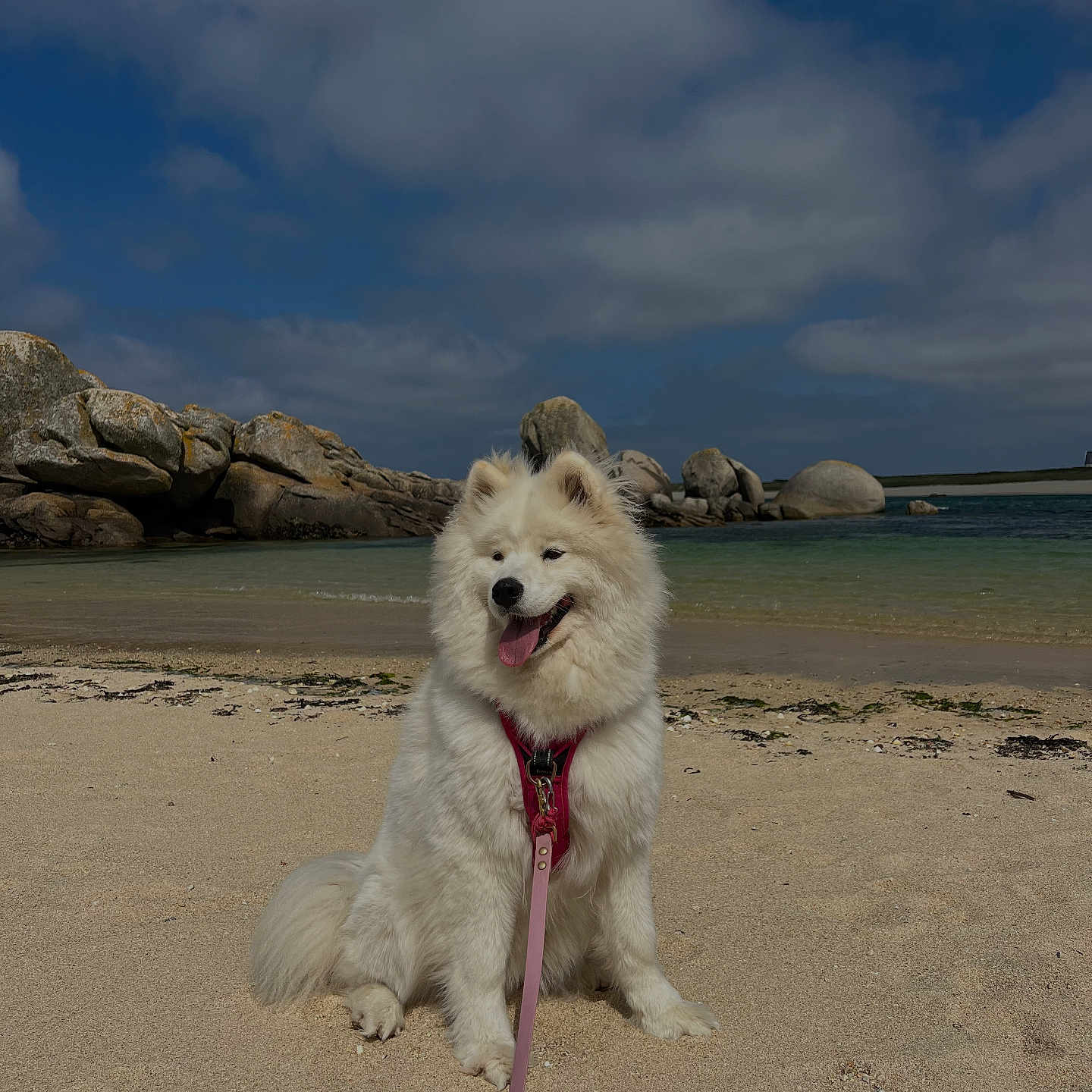Taïga a rejoint le concours — aidez-le/la à gagner de superbes lots ! beach, calm, canine, clouds, dog, fluffy, happy, harness, leash, nature, outdoor, pet, rocks, sand, sitting, sky, summer, tongue_out, water, white_dog
